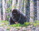 Black Bear