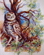 Burrowing Owl