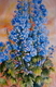 Delphinium Blues