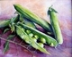 Garden Peas