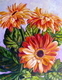 Gerbera Daisies