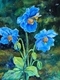 Himalayan Poppies