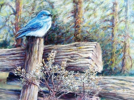 Mountain Bluebird