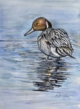 Northern Pintail