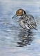 Northern Pintail