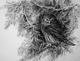 Northern Pygmy Owl -Autumn