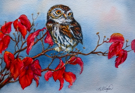 Northern Pygmy Owl  on Dogwood