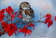 Northern Pygmy Owl  on Dogwood