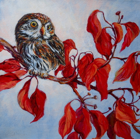 Nothern Pygmy Owl on Autumn Dogwood