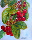 Okanagan Cherries