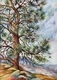 Okanagan Pine View