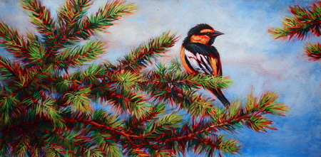 Oriole on Fir Tree