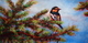 Oriole on Fir Tree