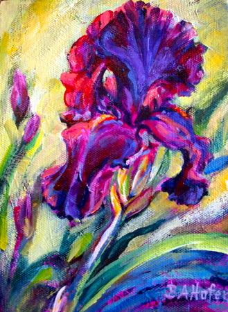 Purple Iris