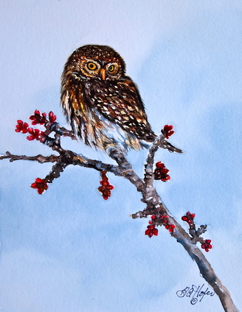 Pygmy Owl on Twig