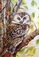 Saw Whet Owl