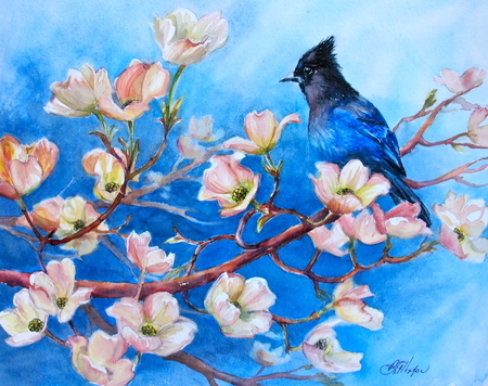 Spring Dogwood Steller Jay