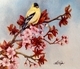 Spring Gold Finch