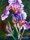 Sunlit Iris