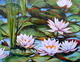 Waterlilies